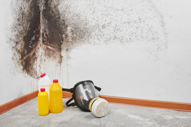 Best Residential Mold Removal  in New Haven, CT
