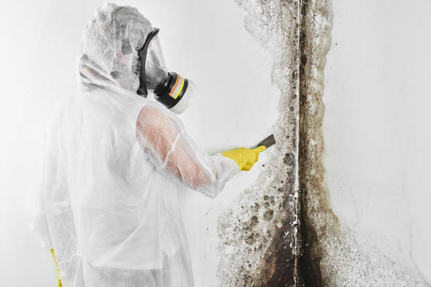 Best Mold Testing  in New Haven, CT