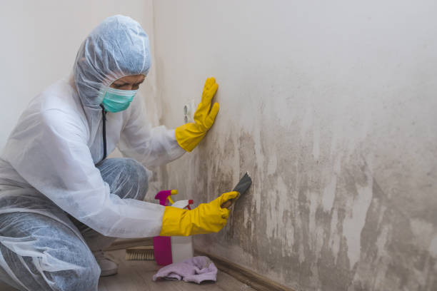 Mold Testing and Removal in New Haven, CT