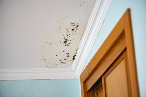 Attic Mold Removal in New Haven, CT