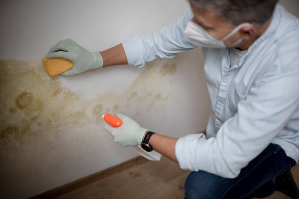 Best Mold Damage Repair  in New Haven, CT