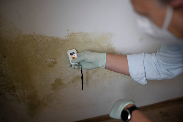 Best Local Mold Removal Service  in New Haven, CT