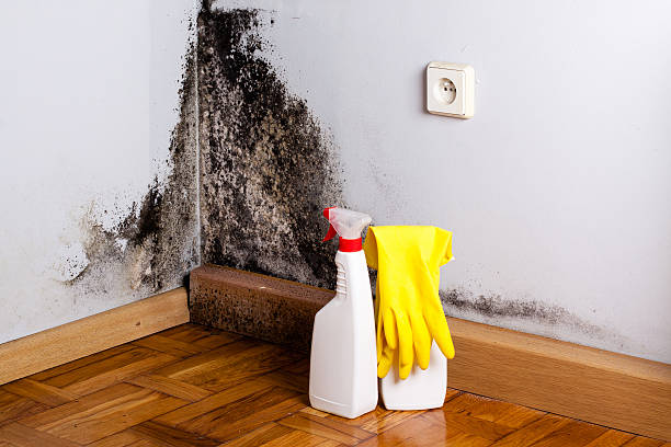 Best Residential Mold Removal  in New Haven, CT