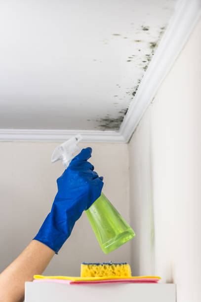 Best Mold Remediation  in New Haven, CT