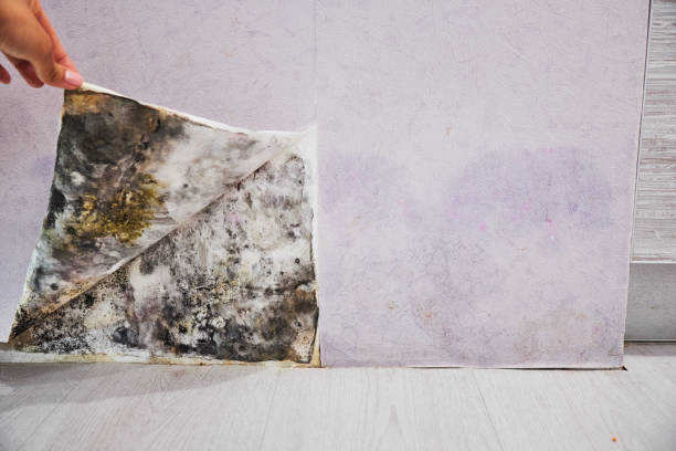 Best Emergency Mold Removal  in New Haven, CT